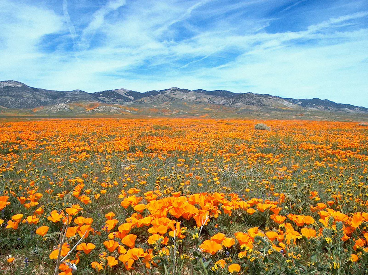 Wildflower Harvest 